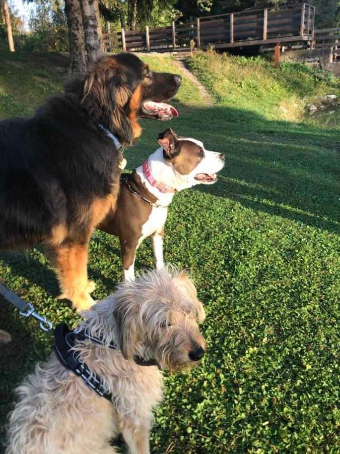 Holiday Guesthouse La Casina Di Butzi Pet Friendly - Terme Di Arta - Zoncolan Arta Terme Exteriör bild